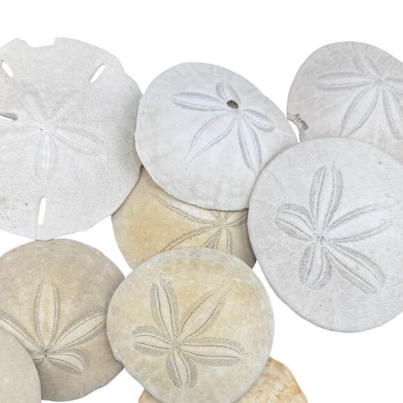Natural Seashell Sand Dollars Various Sizes Harvested 1980s Lot of 11 Shells - Picture 2 of 3